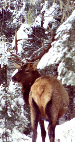 elk_01.jpg