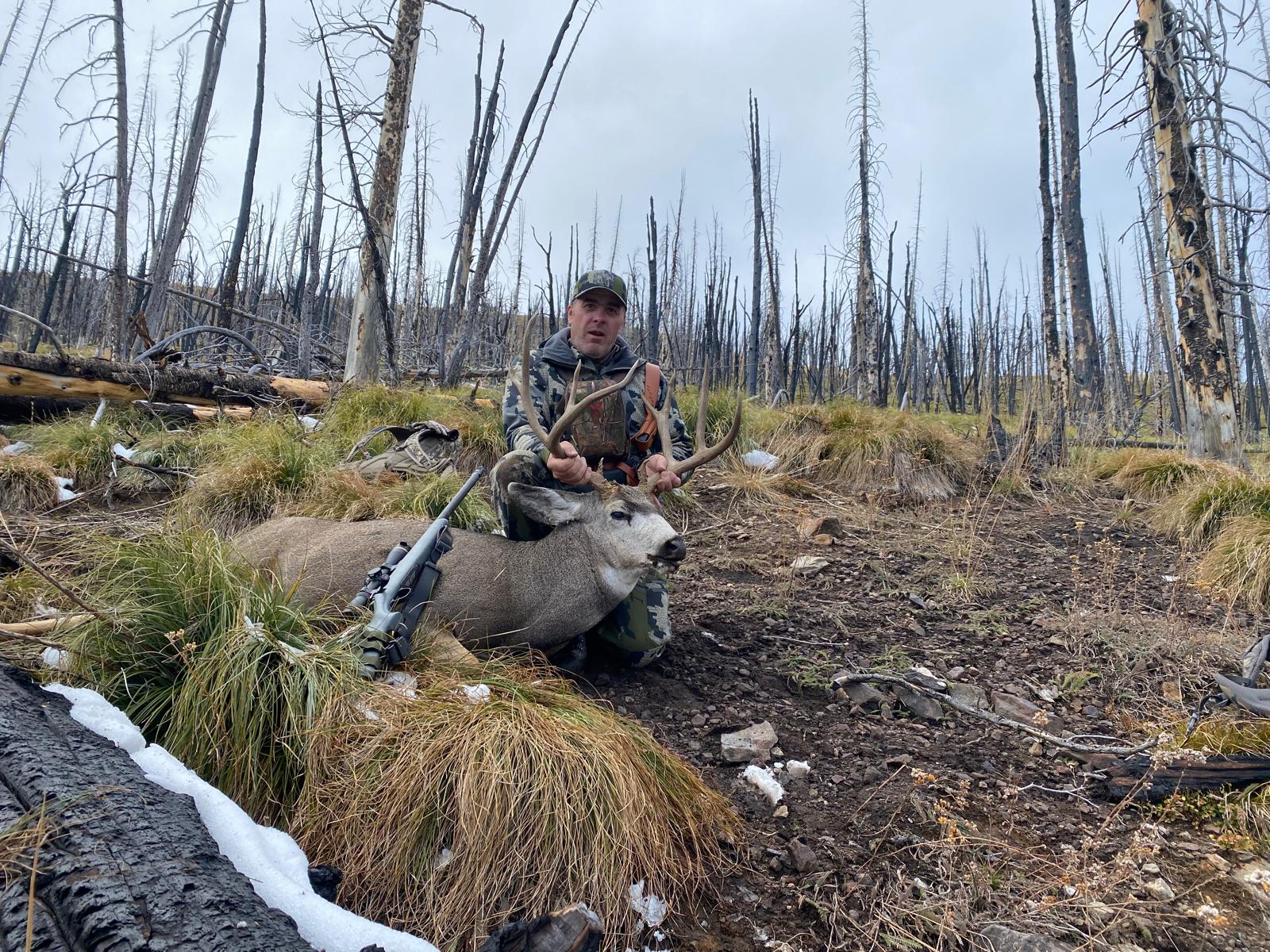 Recent Deer Photos