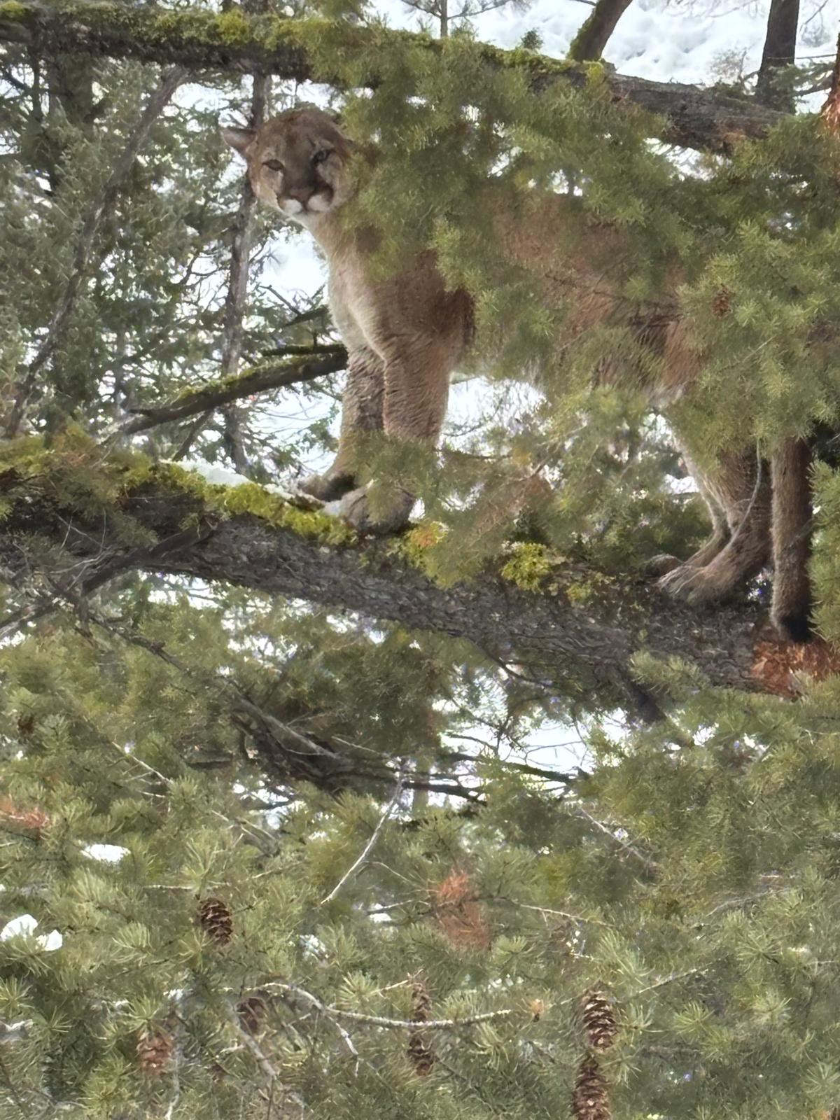 Recent Lion Photos