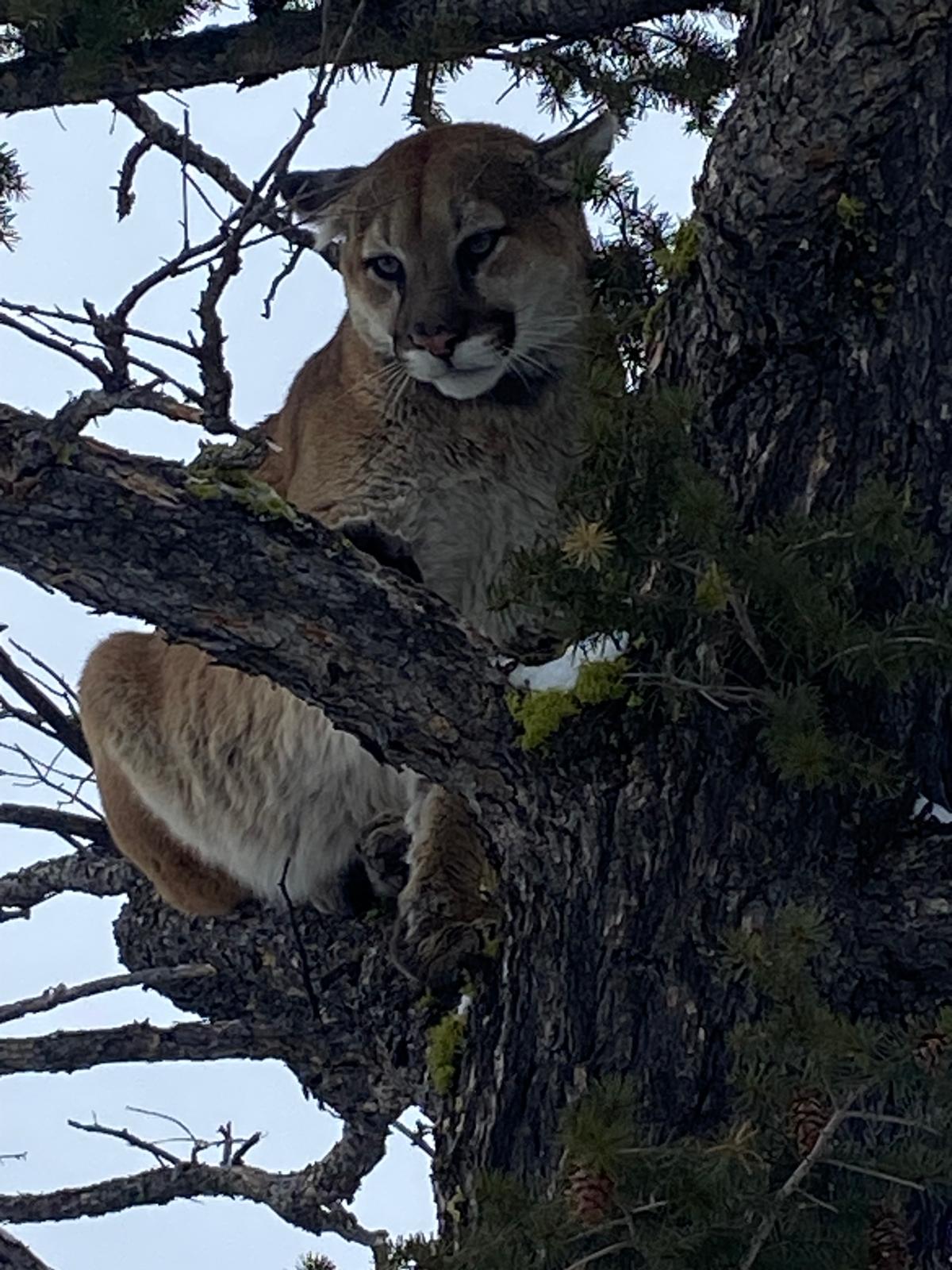 Recent Lion Photos