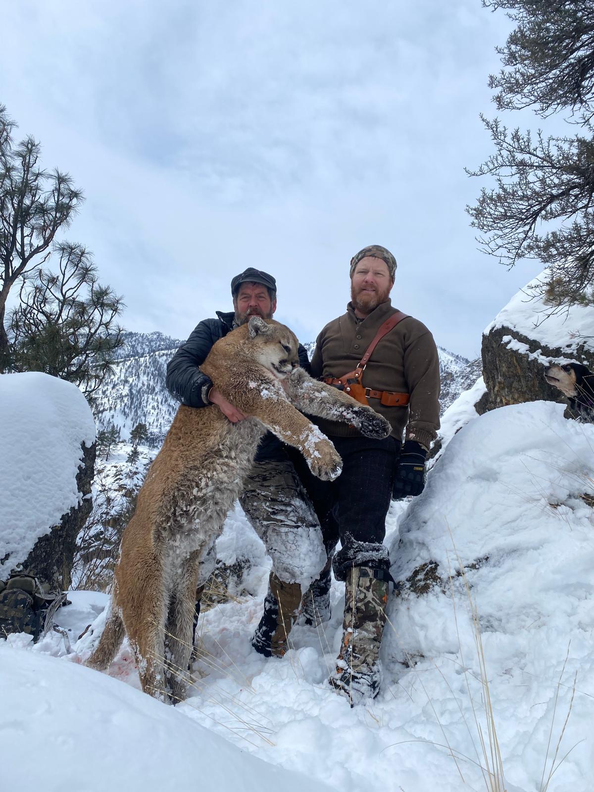 Recent Lion Photos