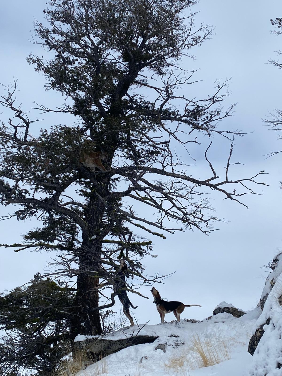 Recent Lion Photos