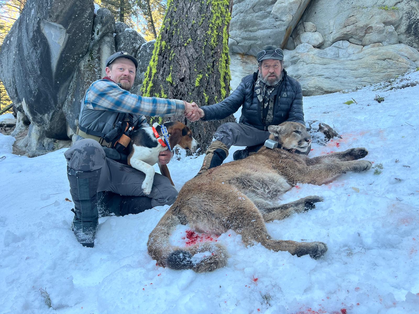 Recent Lion Photos